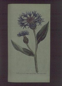 Bleuet (Centaurea montana), planche 77 de 