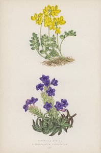 Coronille Minima ; Lithospermum Prostratum (lithographie en couleur) - English School