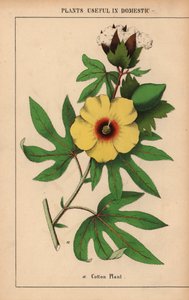 Plant de coton, avec fleur jaune et capsule de coton blanc, de "The Instructive Picturebook, or Lessons from the Vegetable World," [Charlotte Mary Yonge], Édimbourg