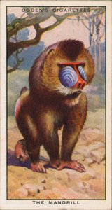 Couleurs de la parade nuptiale, animaux, le mandrill (lithographie couleur)
