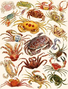 Crabes - English School