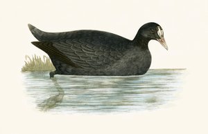 Foulque macroule, illustration de 
