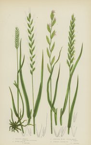 Blé crêté, blé de mer, blé rampant ou chiendent, blé à racines fibreuses - English School