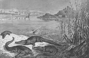 Crocodiles sur le Haut Nil