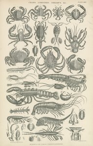 Crustacés (gravure) - English School
