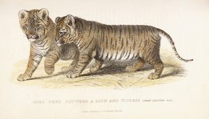 Lionceaux croisés entre un lion et une tigresse, trois mois - English School