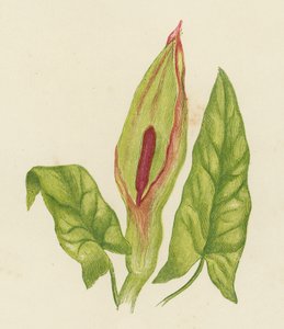 Gouet tacheté, Arum Maculatum - English School