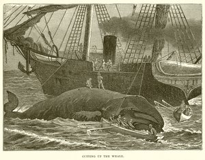 Découpage de la baleine