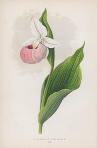 Cypripedium Spectabile