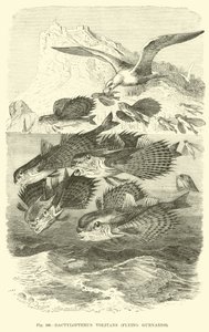 Dactylopterus Volitans, grondins volants