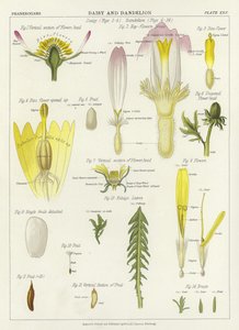 Marguerite et Pissenlit - English School