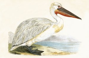 Pélican dalmate, illustration de 