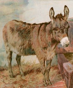 Cher vieux Neddy - English School