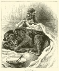Mort du Chimpanzé