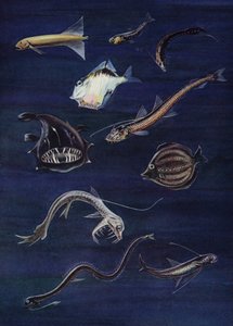 Poissons des profondeurs - English School