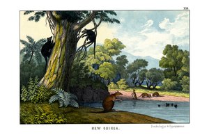 Dendrolagus et Hypsiprymnus - English School