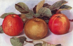 Pommes de Dessert (lithographie en couleur)