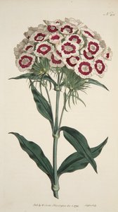 Dianthus Barbatus Bearded Pink, pub. 1792 gravure coloriée à la main - English School