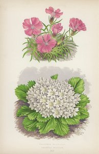Dianthus Glacialis; Primula Nivalis