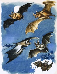 Différentes espèces de chauves-souris