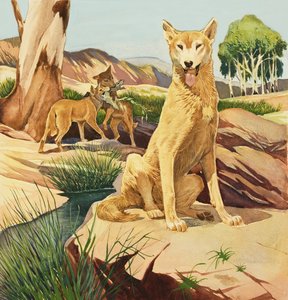Dingo