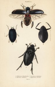 Coléoptère plongeur, Dytiscus dimidiatus 1, gyrin commun, Gyrinus natator 2, Cyclous vittatus 3, et grand coléoptère d