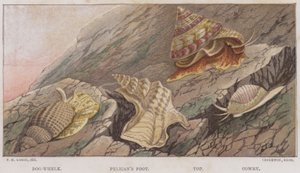 Bigorneau, Pied de pélican, Top, Porcelaine (lithographie en couleur)