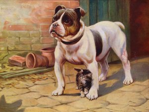 Chien et chaton