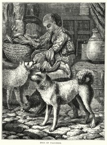 Chiens de Palestine