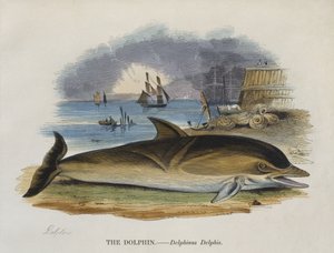 Dauphin sur le rivage, 1823