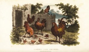 Coq et poule domestiques avec des poussins dans une cour de ferme - English School