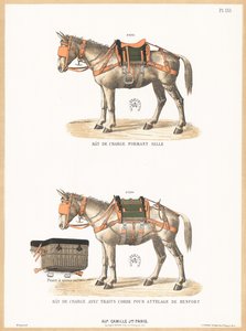Ânes portant des selles - English School