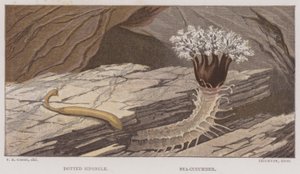 Siponcle tacheté, concombre de mer