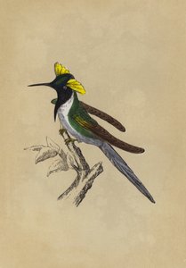 Colibri à double crête - English School