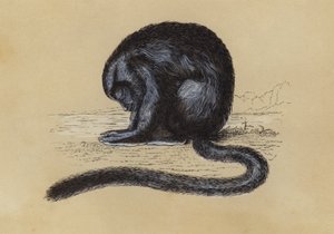 Douroucouli (lithographie en couleur)