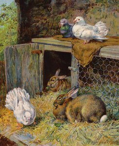 Pigeons et lapins dans un clapier - English School