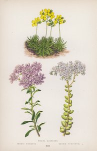 Draba Aizoides; Iberis Bubanii; Sedum Turgidum