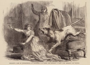 Cas effroyable de rage à Saratoga, un gros chien attaque une dame juste habillée pour le dîner