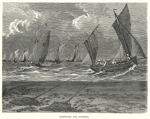 Dragage des huîtres (gravure)