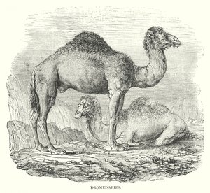 Dromadaires (gravure) - English School