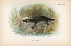 Ornithorynque