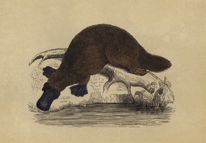 Ornithorynque