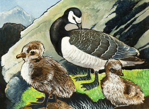 Canard et canetons