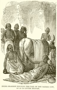 Brahmane mourant tenant la queue de la vache sacrée pour entrer au paradis