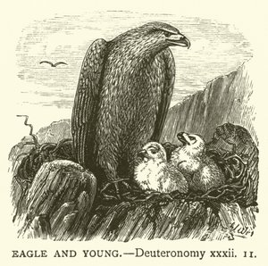Aigle et Jeunes, Deutéronome, xxxii