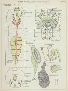 Ver de terre, Lumbricus Terrestris