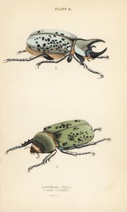 Hercule oriental, Dynastes tityus, mâle 1, femelle 2 - English School