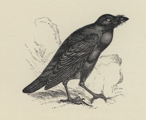 Edgar Allen Poe, Le Corbeau (gravure)