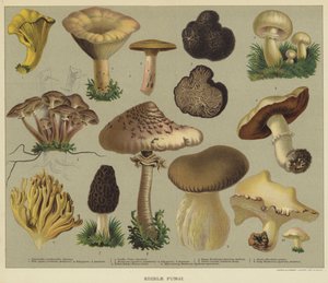 Champignons comestibles