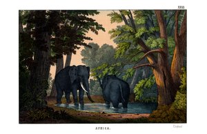 Éléphant